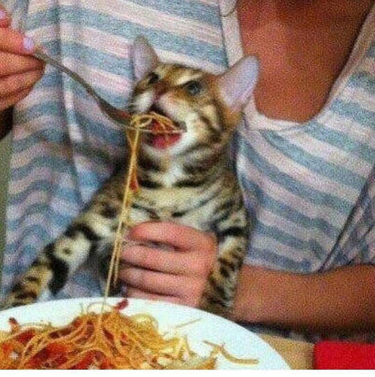 Cat Spaghetti Cat Spaghetti